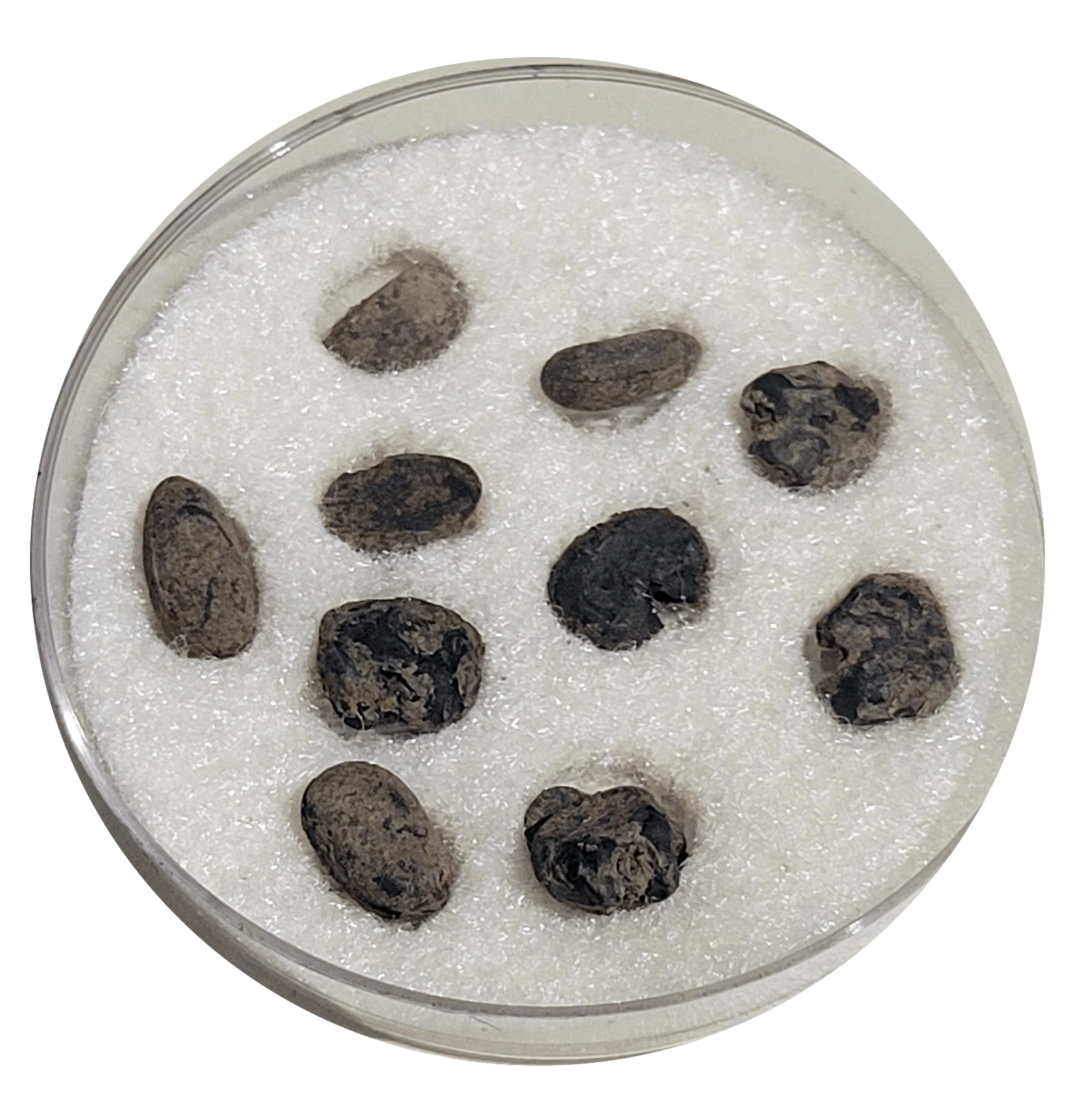 Ten black and tan seeds arranged in a circle in an acrylic dish.